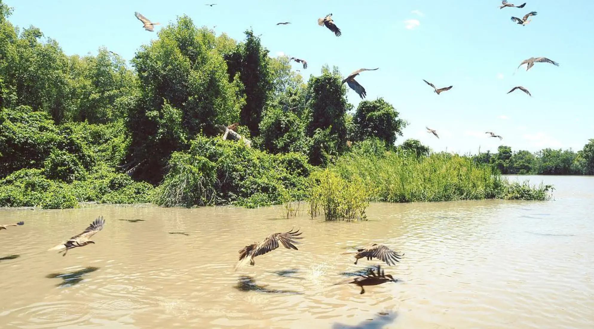 Adelaide River Scenic Tours