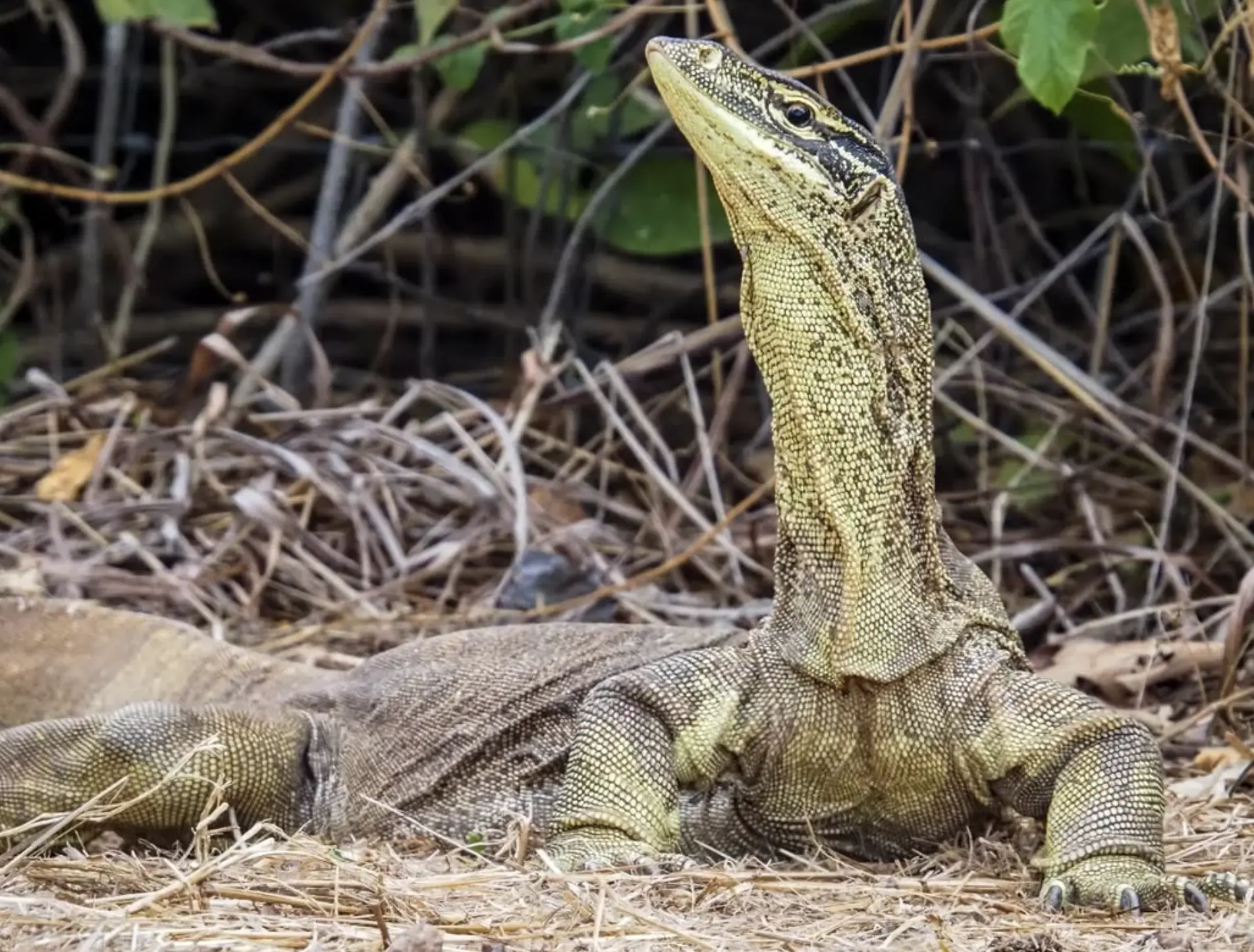 Adelaide River Wildlife