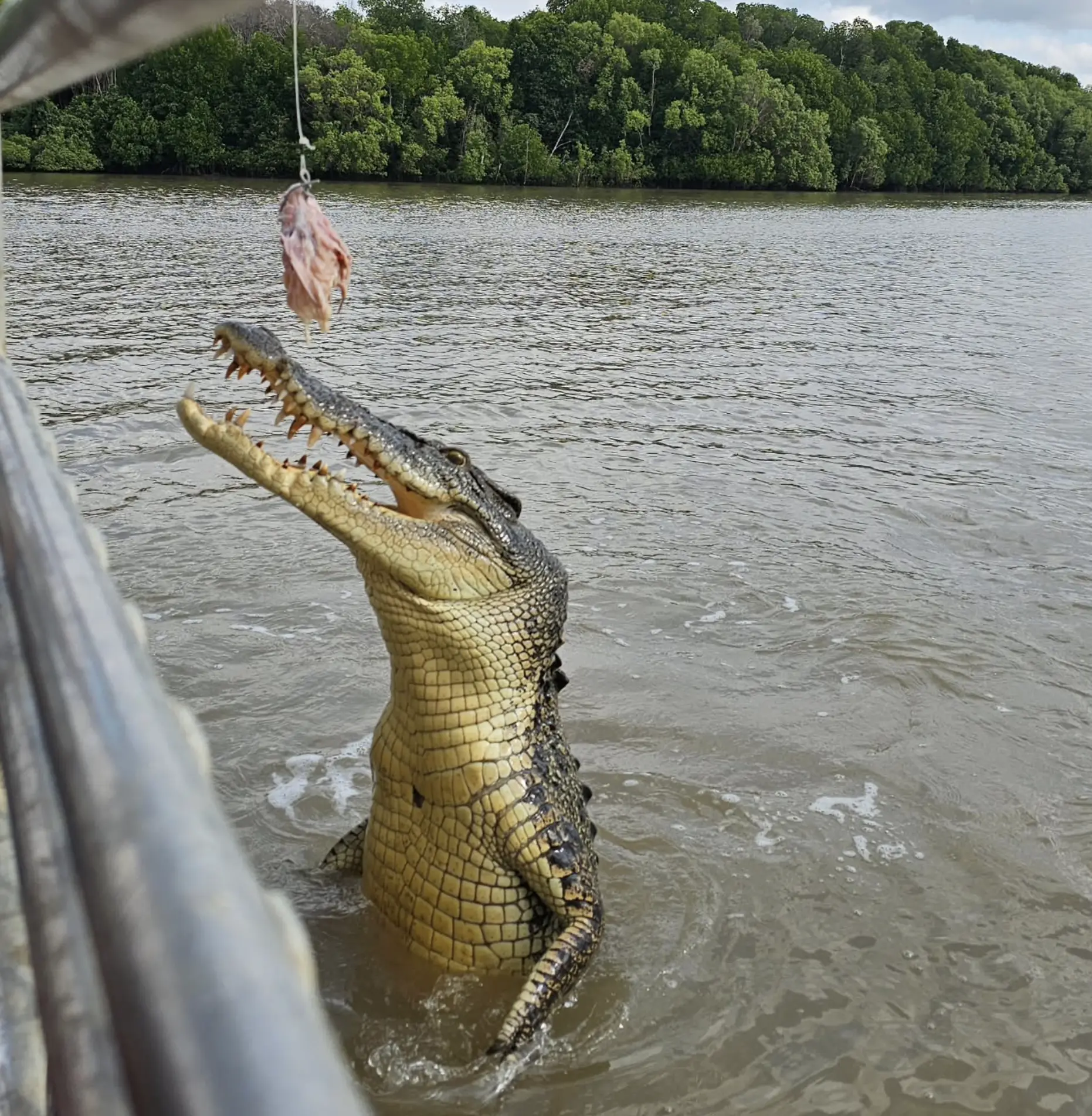 Jumping Crocodile Cruises