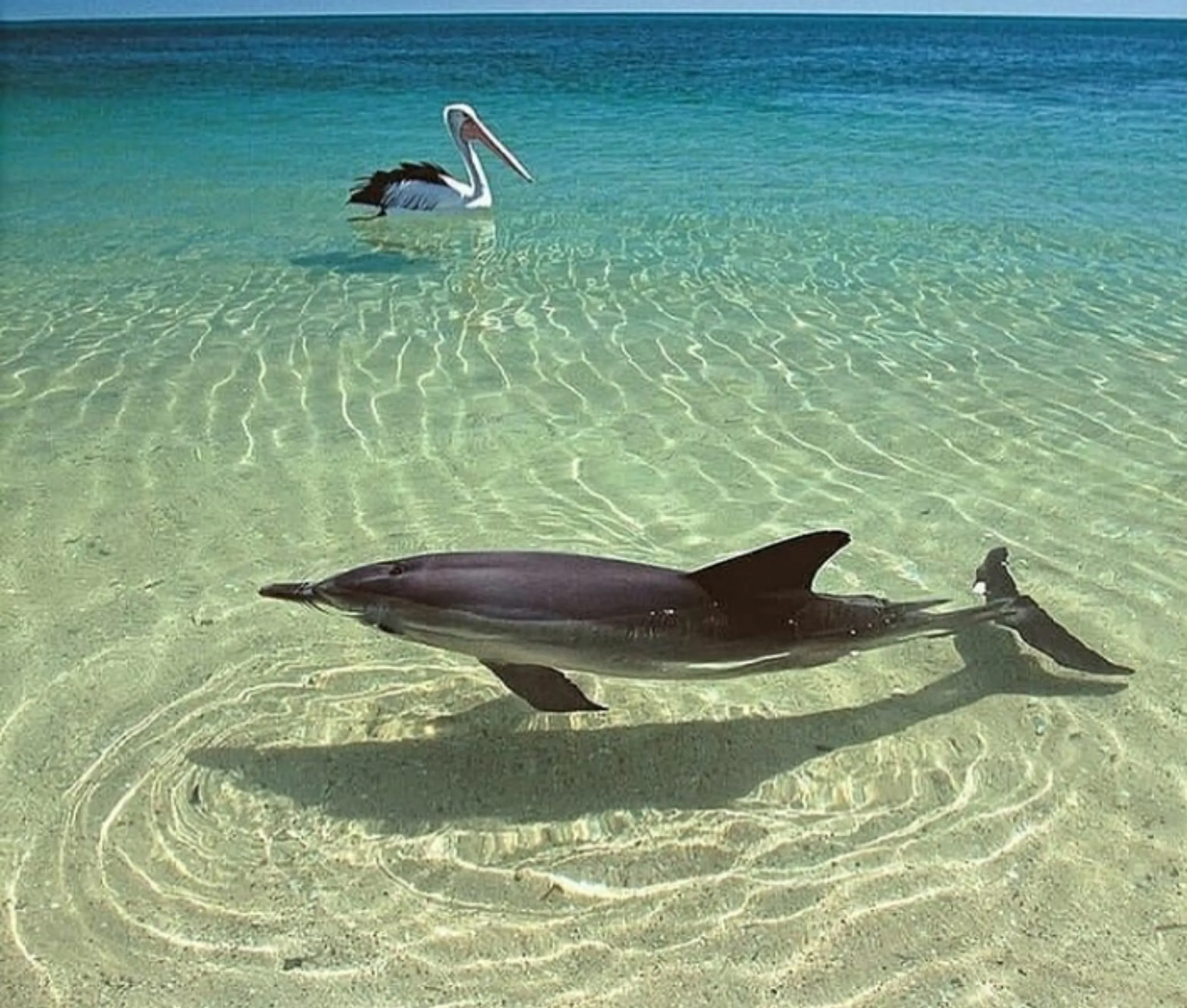 beach dolphins