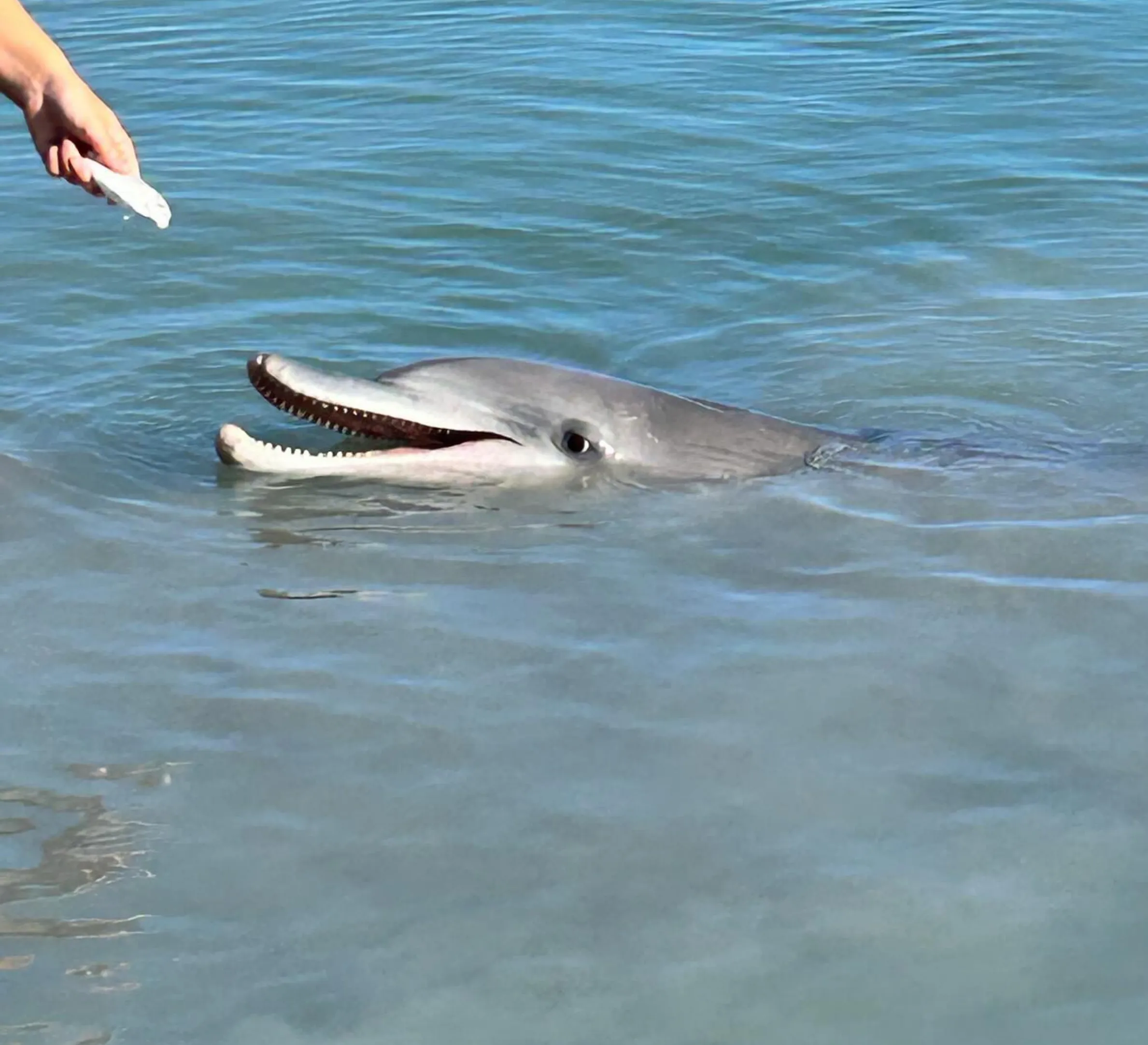 bottlenose dolphins
