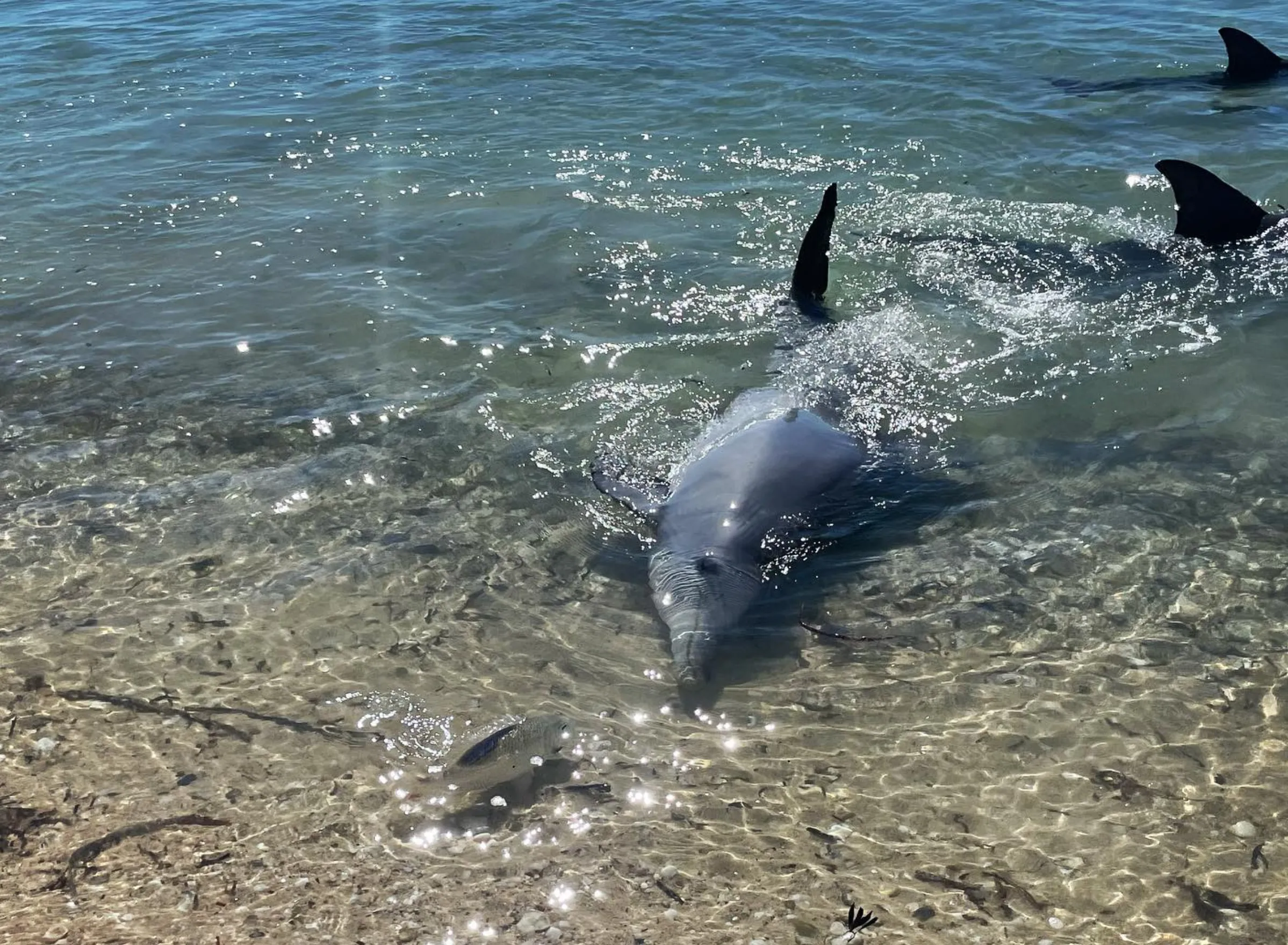 female dolphins