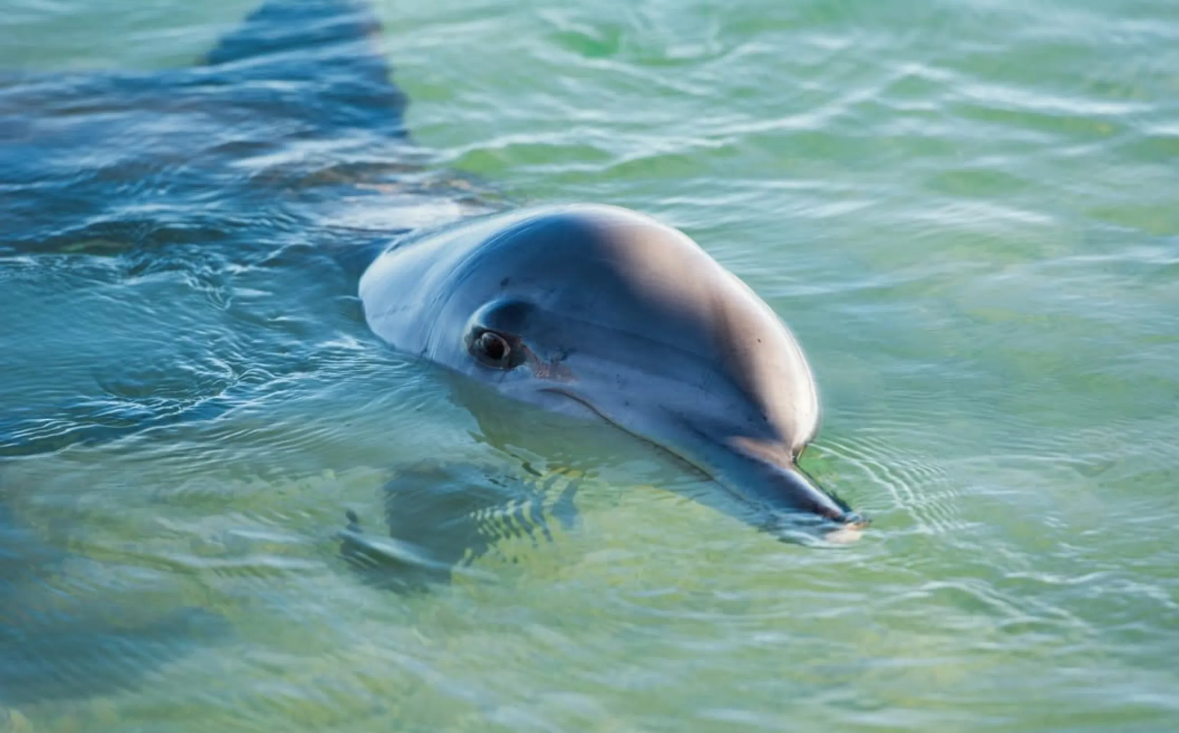 wildlife cruises