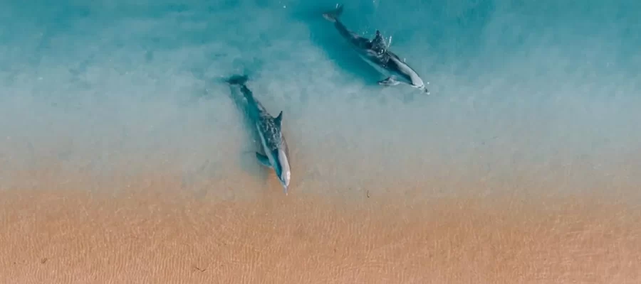 Вolphins are in Monkey Mia
