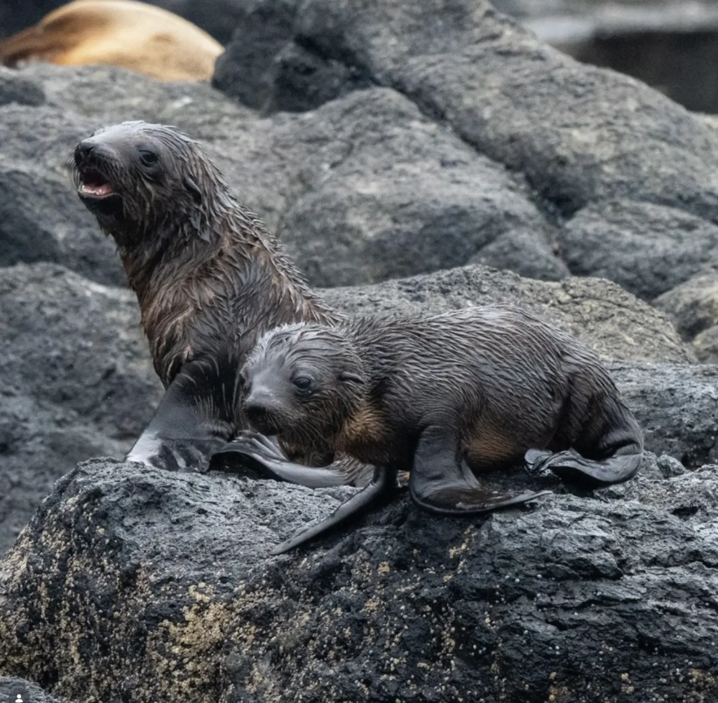 Australian Fur Seals And Sea Lions On The Coast